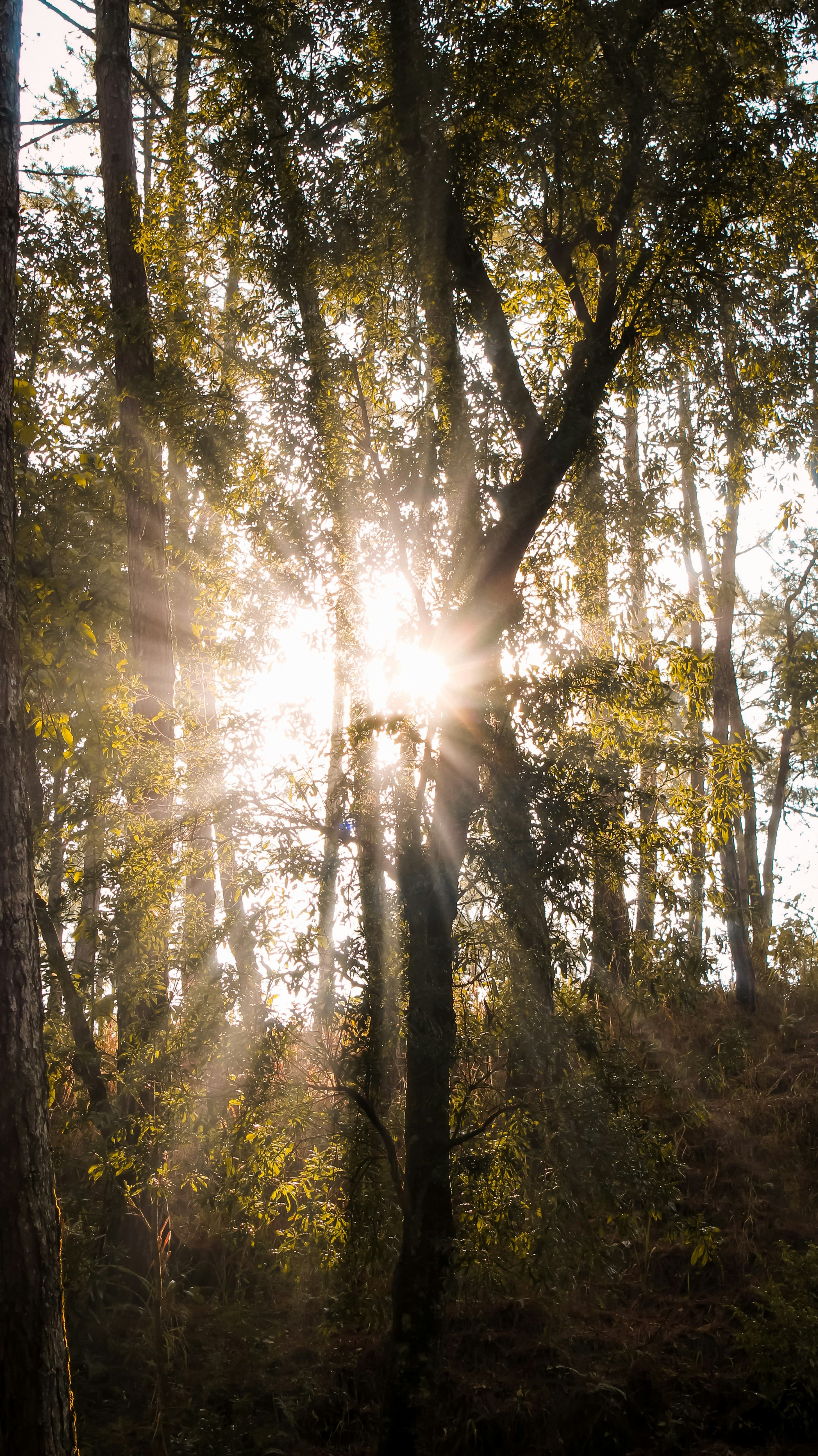 Sunlight streaming through a forest canopy